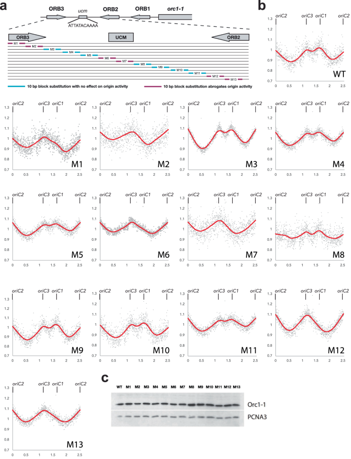 Fig. 1: Determination of sequence requirements for oriC1 function in vivo.