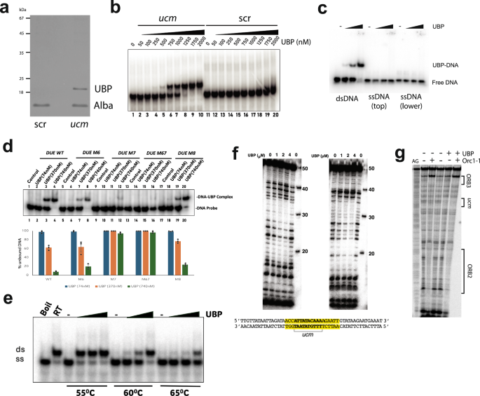 Fig. 2: Identification and characterization of UBP.
