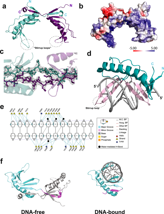 Fig. 3: Structural studies of free and DNA-bound UBP.