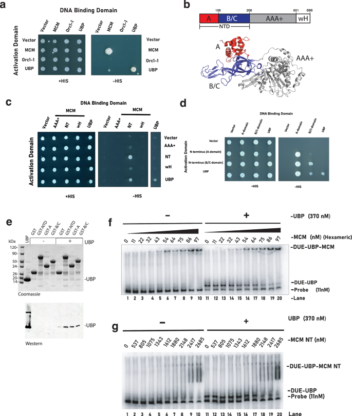 Fig. 4: UBP interacts with the N-terminal domains of MCM.