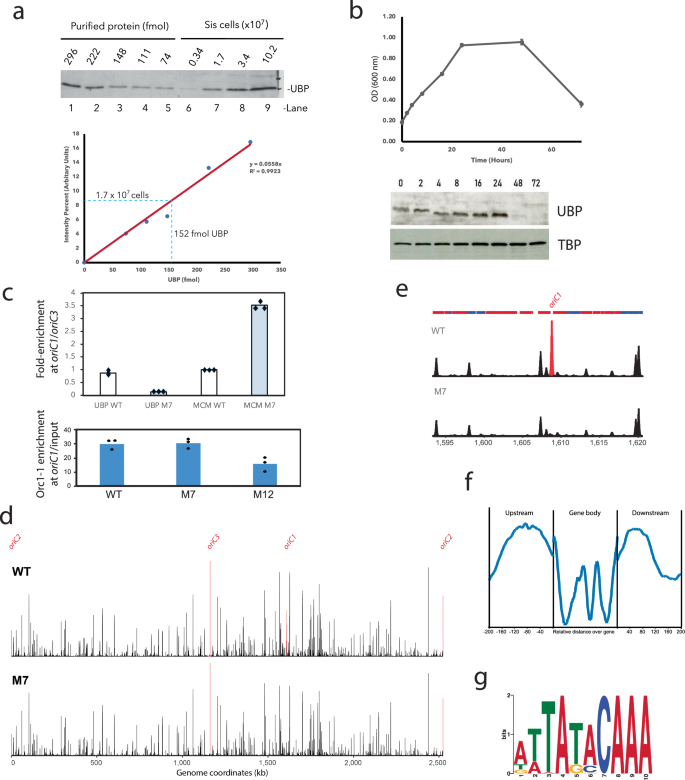 Fig. 5: UBP expression, binding profile and the role of the ucm in vivo.