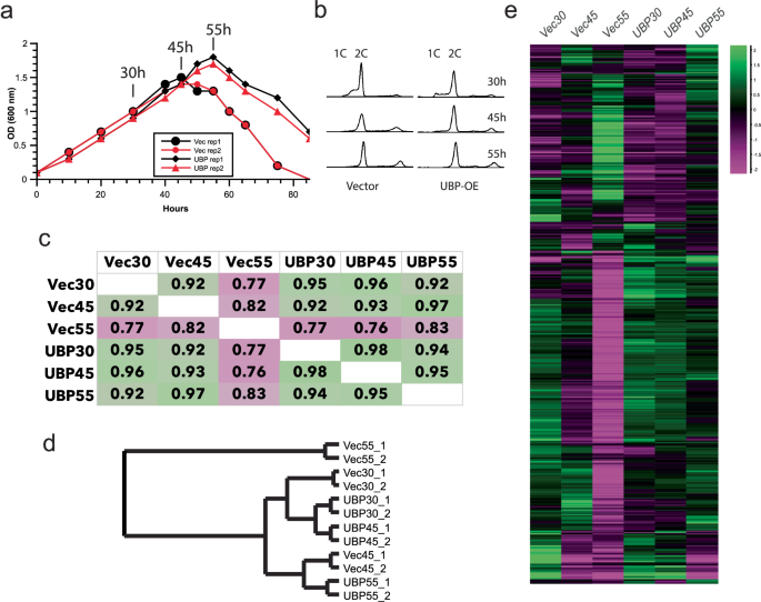Fig. 6: Phenotypic consequences of UBP overexpression.