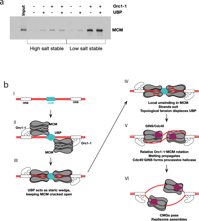 Fig. 7: Model for UBP function at oriC1.