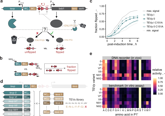 Fig. 1: DNA recorder for proteolytic activity.