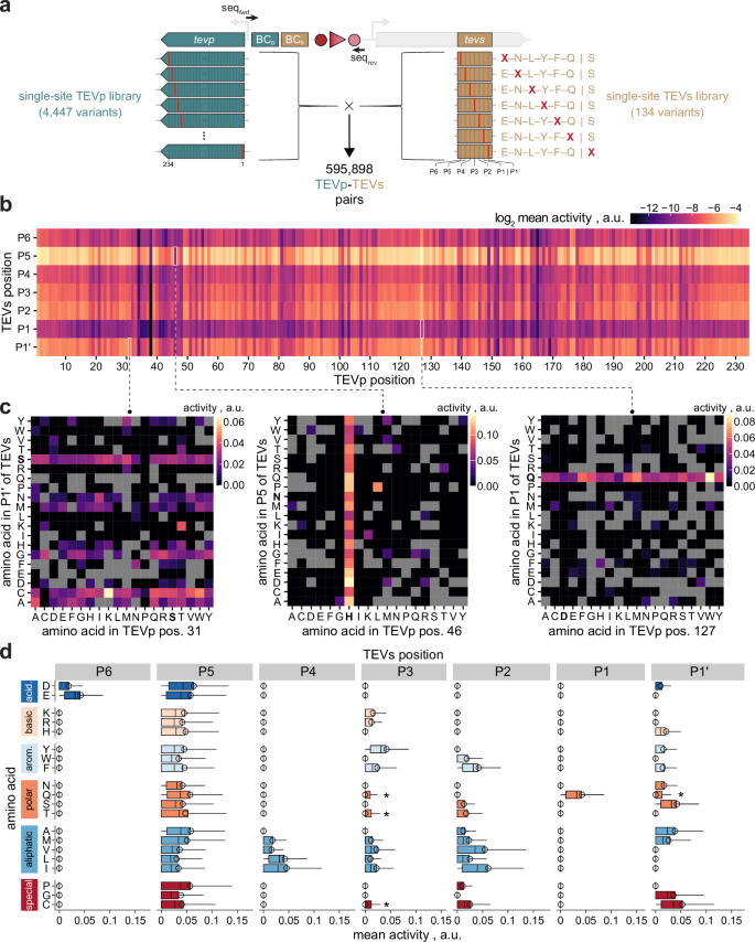 Fig. 2: Two-dimensional mutational scan of TEVp-TEVs pairs.