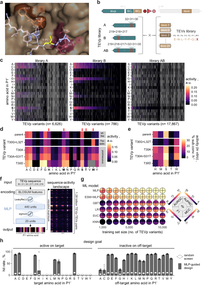 Fig. 4: Multi-site mutagenesis and ML-guided specificity engineering.
