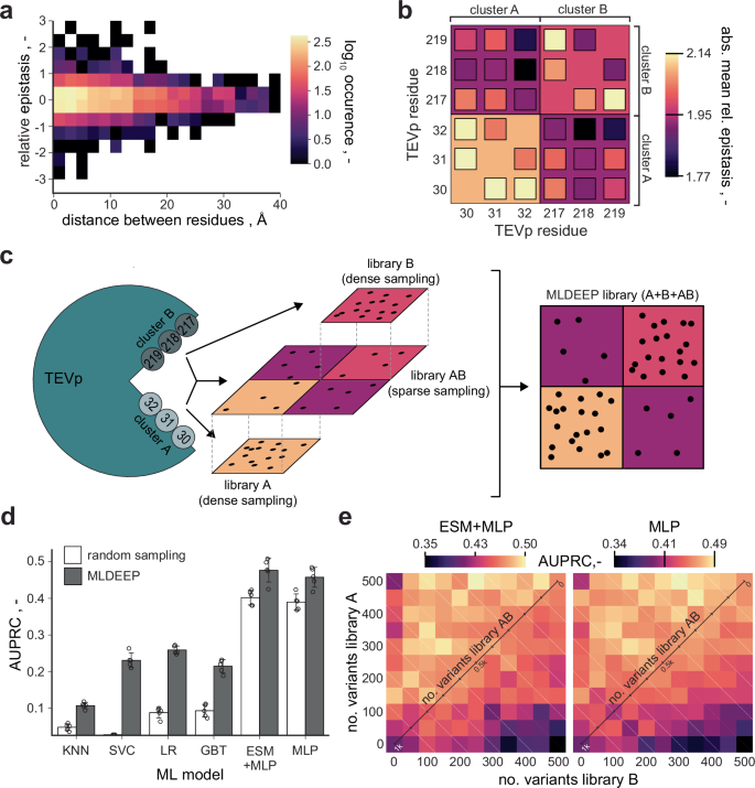 Fig. 5: Machine learning-guided directed evolution with epistatic priors (MLDEEP).