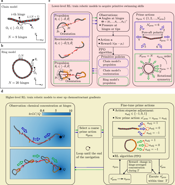 Fig. 1: Two-level hierarchical RL framework for in silico chemotactic navigation of multi-link robotic models in viscous fluids.
