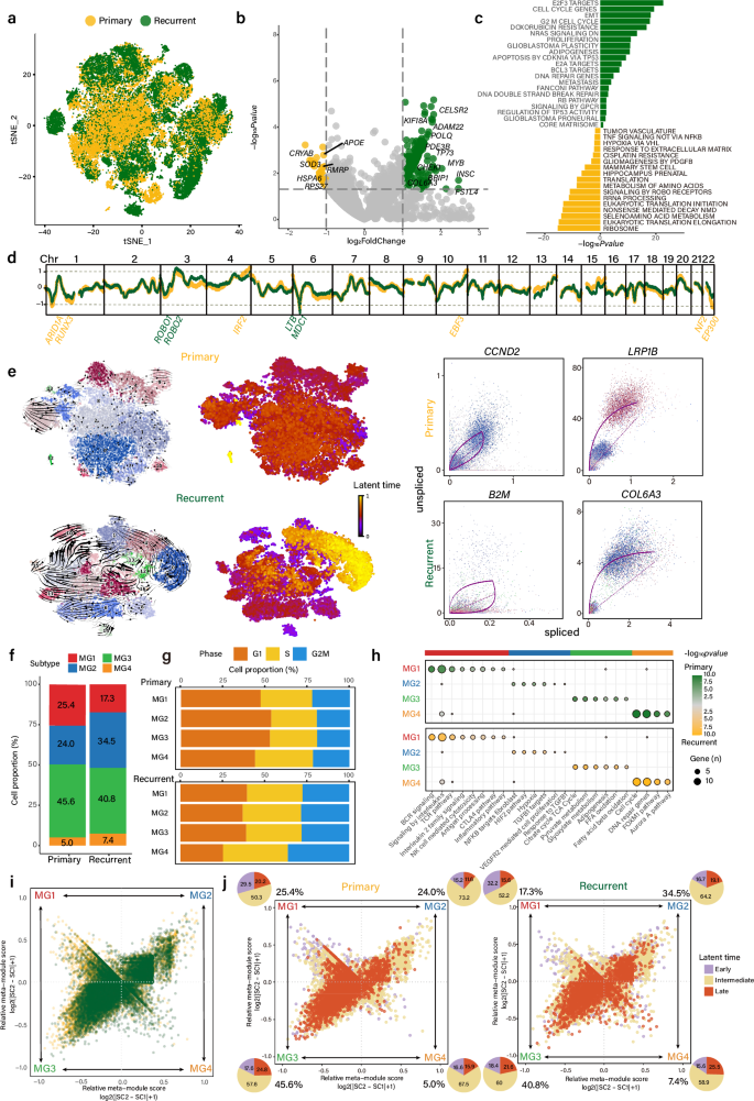 Fig. 2: Transcriptional heterogeneity and trajectory of primary and recurrent meningioma tumor cells.