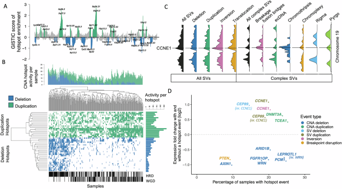 Fig. 2: CNAs and SVs form hotspots throughout the genome, which reveal candidate driver genes.