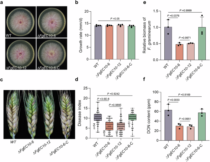 Fig. 1: FgEC10 is required for Fusarium graminearum virulence in wheat heads.