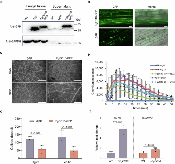 Fig. 2: F. graminearum delivers FgEC10 protein into wheat cells and suppresses plant basal immunity.