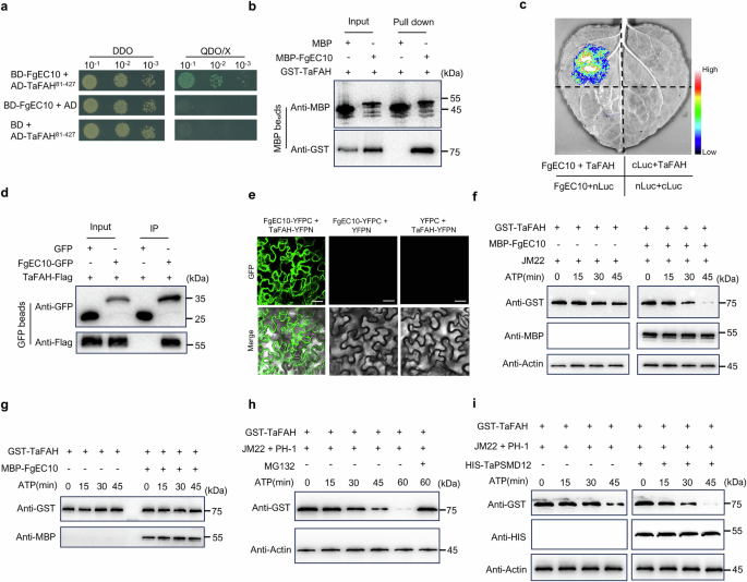 Fig. 3: FgEC10 enhances the degradation of TaFAH mediated by the 26S proteasome system.