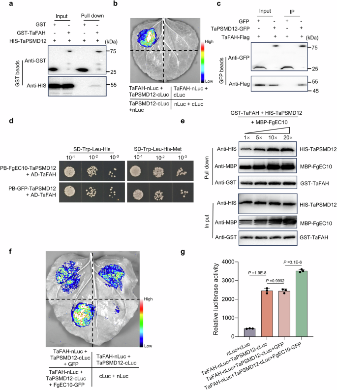 Fig. 4: FgEC10 promotes the interaction between TaFAH and TaPSMD12.