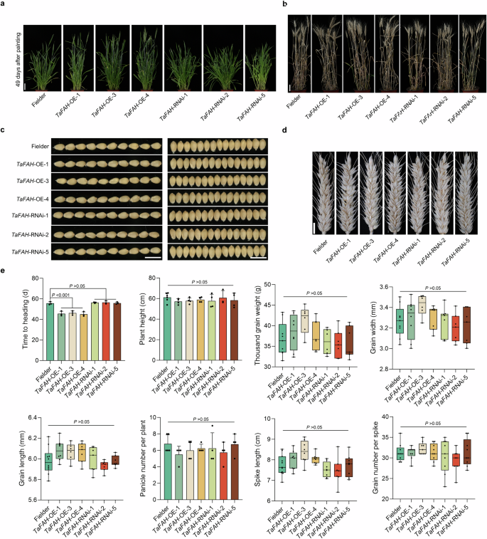 Fig. 6: Agronomic traits of Fielder, TaFAH-OE, and TaFAH-RNAi plants.