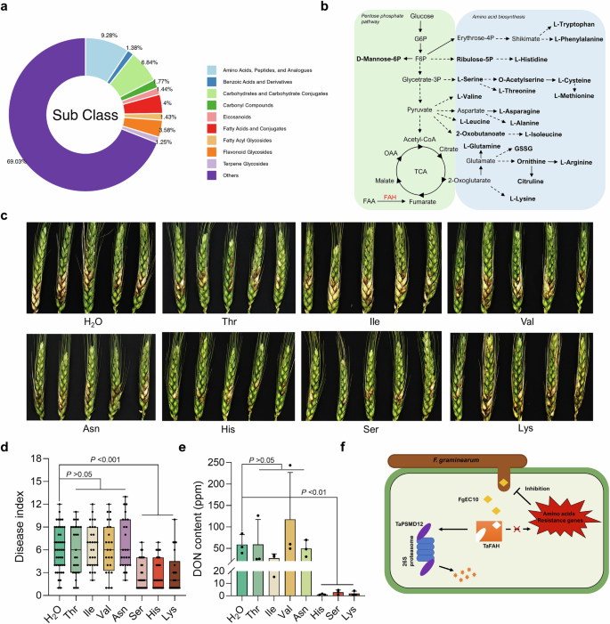 Fig. 8: TaFAH regulates a subset of amino acid contents with antifungal activity.