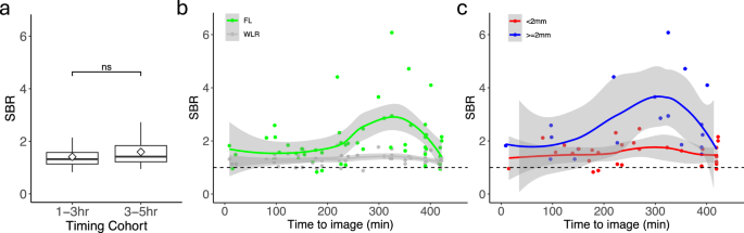 Fig. 5: Effect of time from infusion to intraoperative imaging on SBR in patients who received 500 mg of bevonescein.