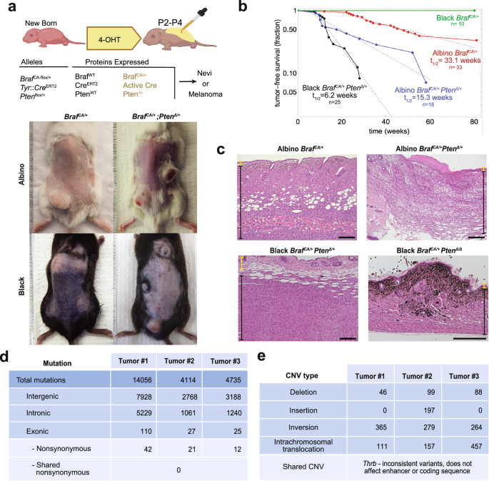 Fig. 1: The Braf CA/+ mutation can induce melanomas in mice independently of additional mutations.