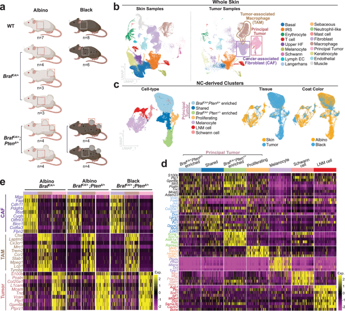 Fig. 2: Single cell transcriptomics identifies melanocyte/neural crest-derived, macrophage, and fibroblast populations in normal skin and Braf CA/+ and Braf CA/+; PtenΔ/+ tumors.