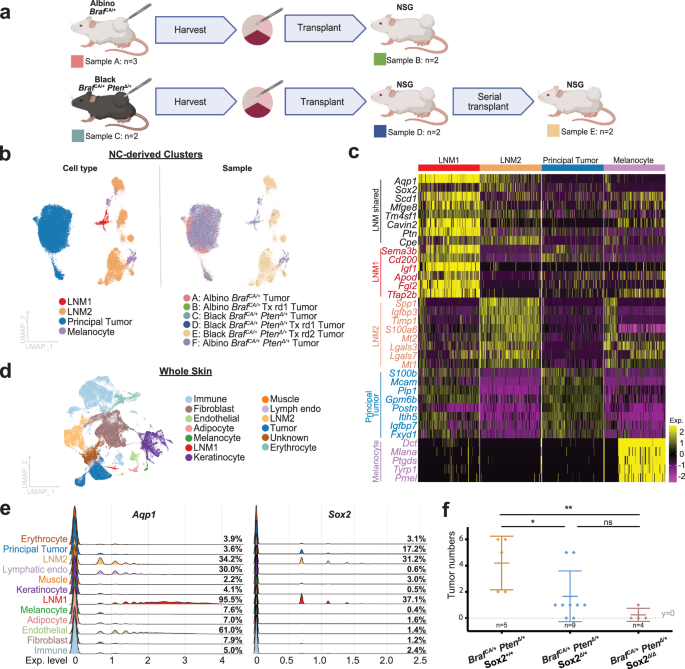 Fig. 3: LNM cells persist after transplantation.