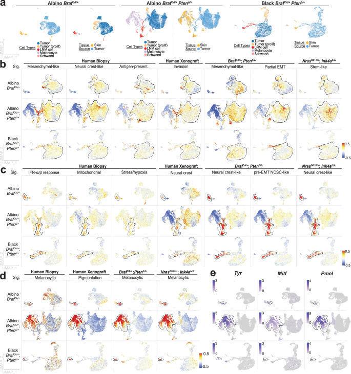 Fig. 4: Signatures of NC-derived populations conserved in mouse and human melanoma.