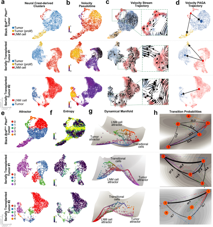Fig. 5: Evidence that LNM cells are transitional cells.