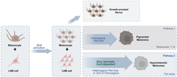 Fig. 6: Proposed pathways to melanomagenesis.