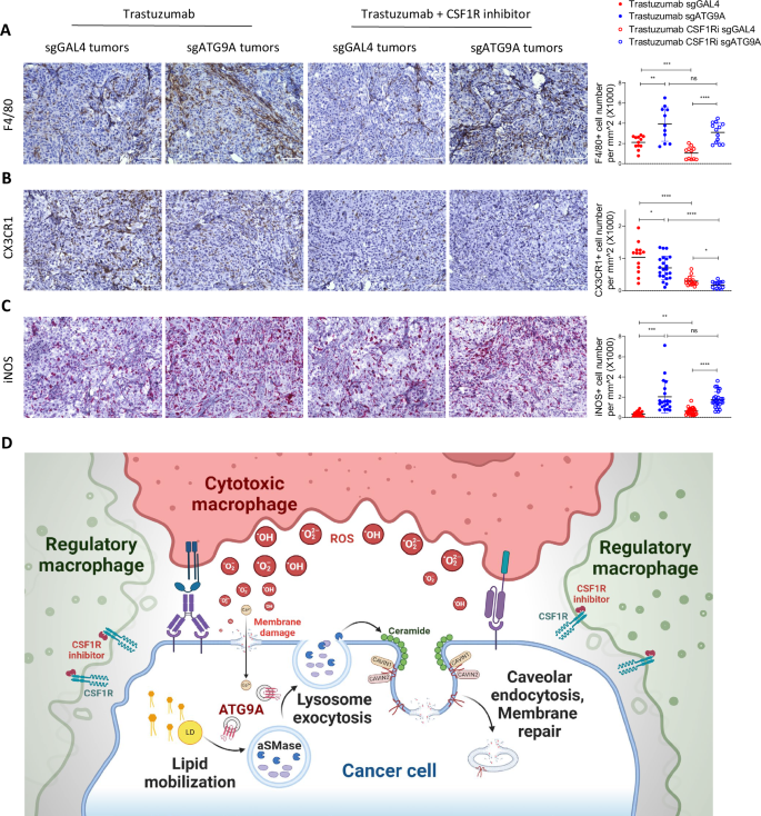 Fig. 10: CSF1R inhibition enhances cytotoxic macrophage recruitment in ATG9A-deficient ovarian tumors.