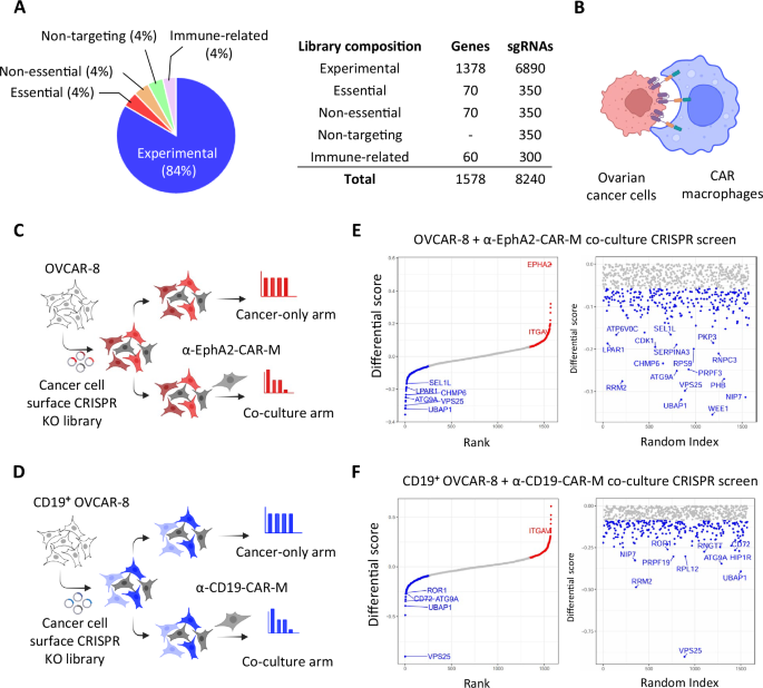 Fig. 1: Co-culture CRISPR screens nominated surface regulators to CAR-macrophage-mediated cytotoxicity.
