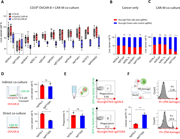 Fig. 2: ATG9A protects ovarian cancer cells from CAR-M-induced plasma membrane damage.