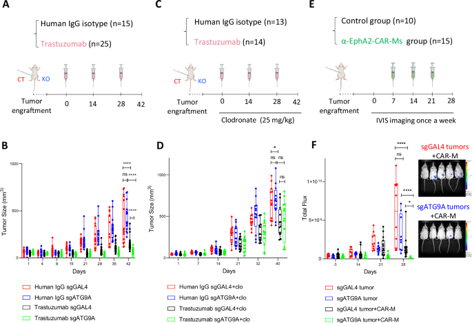Fig. 3: ATG9A ablation enhances macrophage-mediated tumor control in vivo.