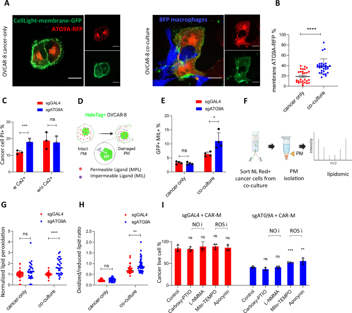 Fig. 4: ATG9A protects ovarian cancer cells from CAR-macrophage-induced membrane damage and lipid peroxidation.