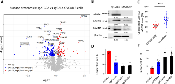 Fig. 5: ATG9A loss impairs caveolae structure and sensitizes ovarian cancer cells to CAR-macrophage cytotoxicity.