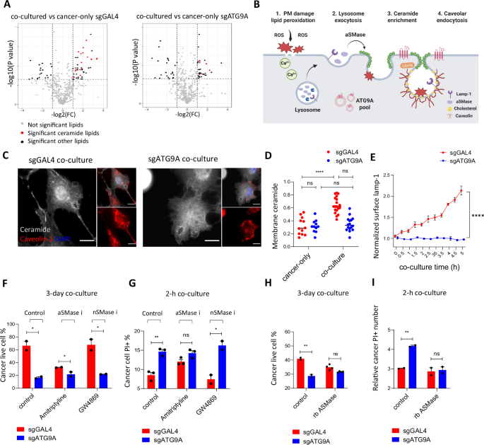 Fig. 6: ATG9A facilitates cancer cell membrane repair after macrophage-induced damage by recruiting ceramide to sites of damage.