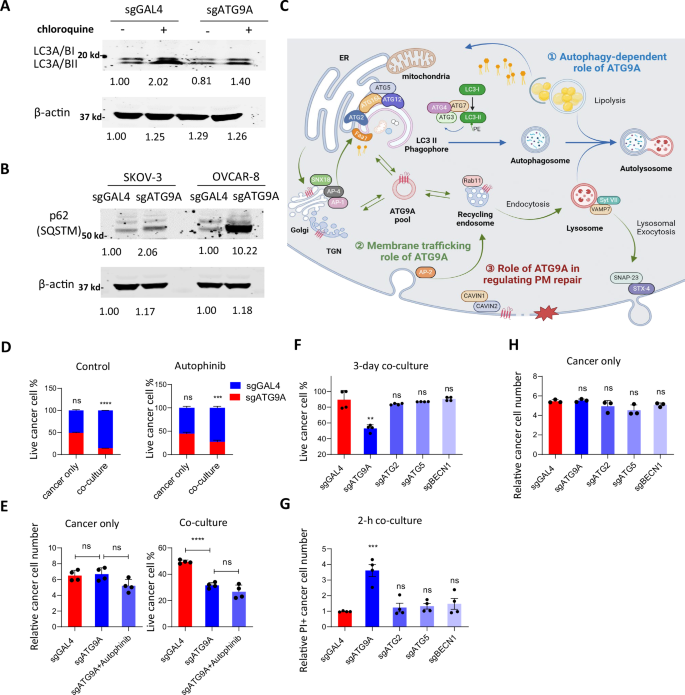 Fig. 7: ATG9A-mediated plasma membrane repair after macrophage-induced damage is autophagy-independent.