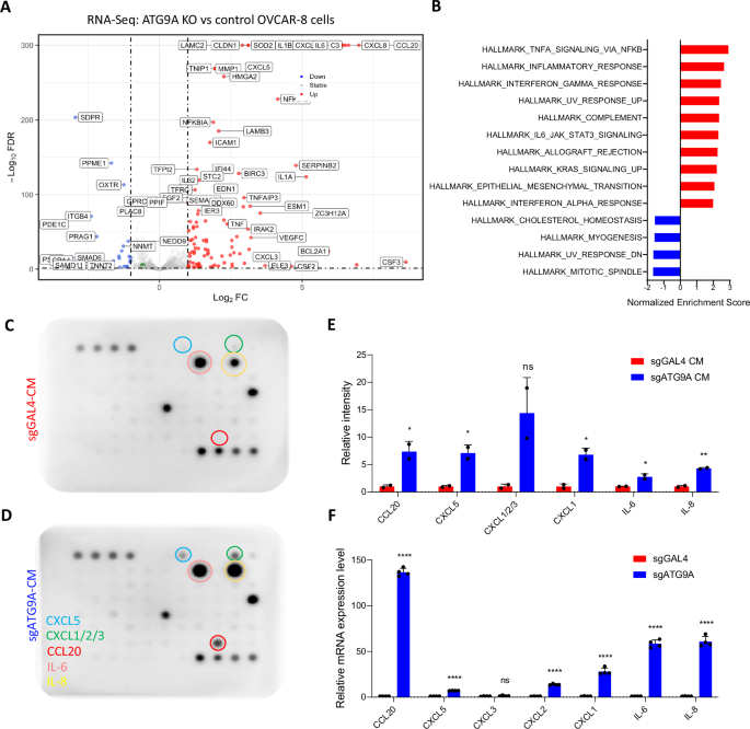 Fig. 8: ATG9A KO ovarian cancer cells induced inflammatory cytokine secretion in vitro.