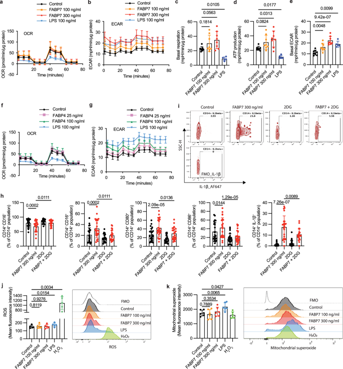 Fig. 3: FABP7 increased basal ECAR and inhibition of glycolysis by 2DG reduced the effect of FABP7 in monocytes.