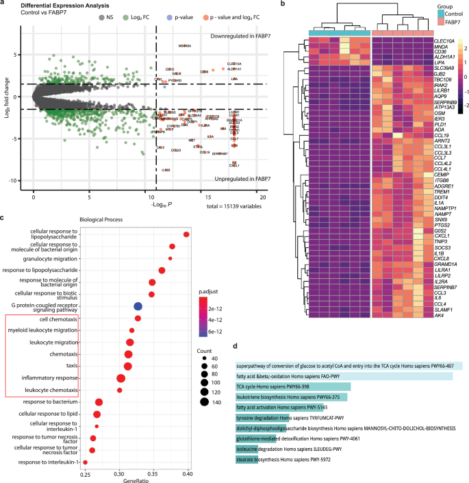 Fig. 4: FABP7 increased expression of inflammatory genes and gene enrichment associated with inflammatory pathways and glucose metabolism.