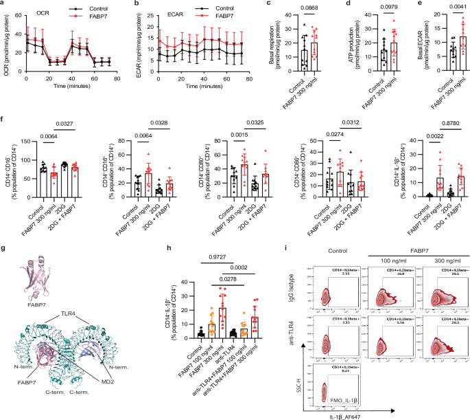Fig. 5: FABP7 induced inflammatory profiles in monocytes of secondary progressive multiple sclerosis patients.