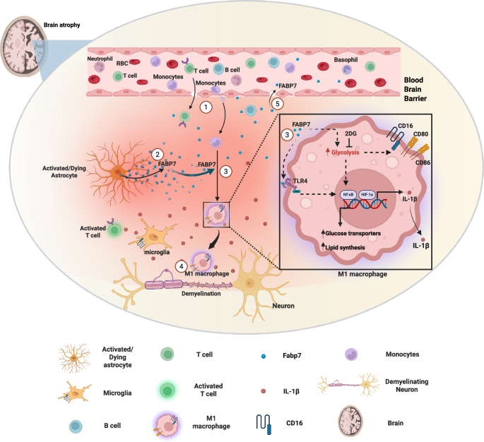 Fig. 7: Schematic diagram showing FABP7- induced inflammation in monocytes during MS.