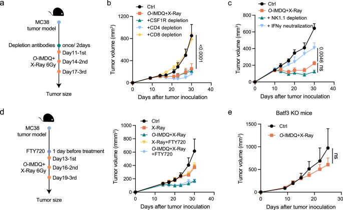 Fig. 2: The antitumor effect of radiotherapy-activated O-IMDQ depends on cDC1 and pre-existing CD8+ T cells.