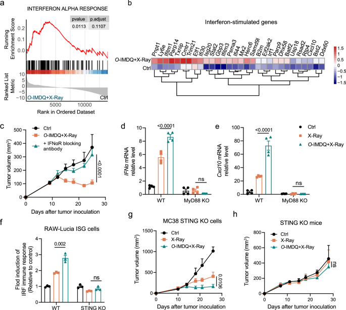 Fig. 3: STING and MyD88 signalings control type I IFN production responding to TLR7/8 agonist prodrug.