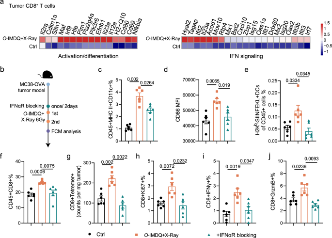 Fig. 4: TLR7/8 agonist prodrug orchestrates cDC1s to invigorate CD8+ T cell responses through type I IFN signal.