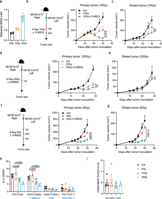 Fig. 5: Fractionated low-dose radiotherapy-activated TLR7/8 agonist optimizing local DC-T cell responses promotes abscopal effect.