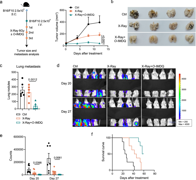 Fig. 6: Local immunity activation by radiotherapy-activated O-IMDQ decreases cold tumor metastasis.