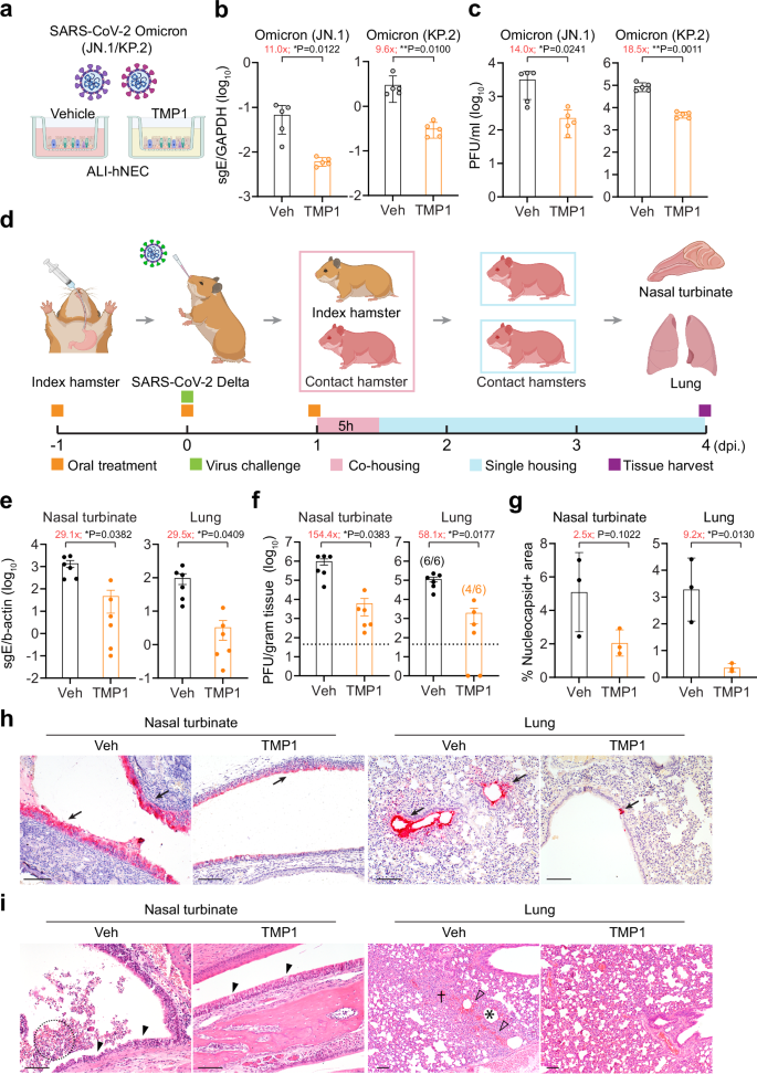 Fig. 3: Efficacy of TMP1 in blocking SARS-CoV-2 transmission.