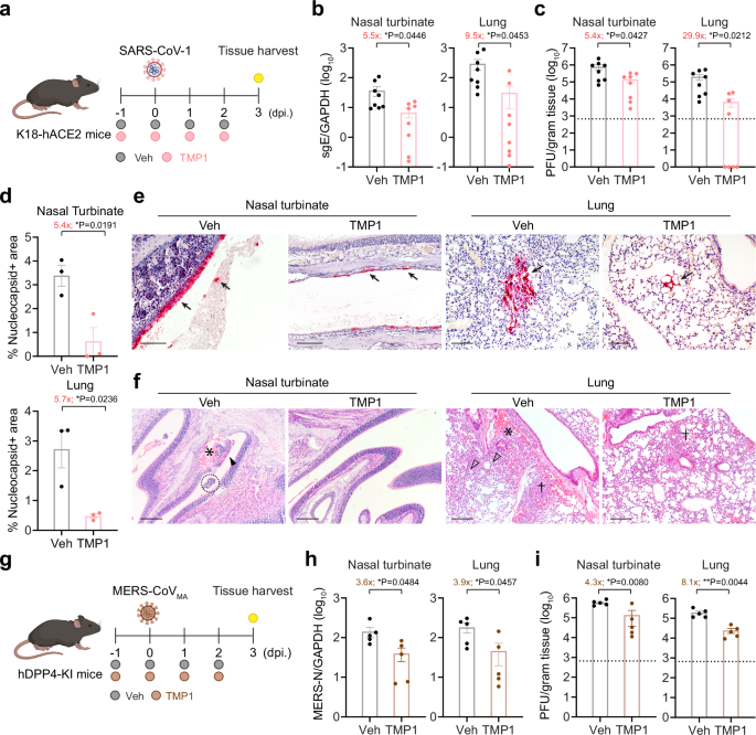 Fig. 4: Cross-protection of TMP1 against highly-pathogenic human coronaviruses in vivo.