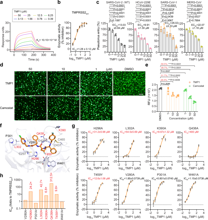 Fig. 5: Specific inhibition of TMP1 against TMPRSS2 enzymatic activity and TMPRSS2-dependent pseudovirus entry.