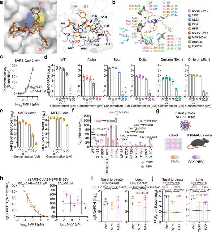 Fig. 6: Specific inhibition of TMP1 against coronavirus Mpro and its antiviral efficacy against nirmatrelvir-resistant SARS-CoV-2 escape mutant.
