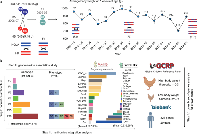 Fig. 1: Advanced intercross line (AIL) population construction and data analysis pipeline.